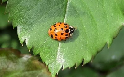 Lernen Sie uns kennen! Unsere Vortragsreihe beginnt